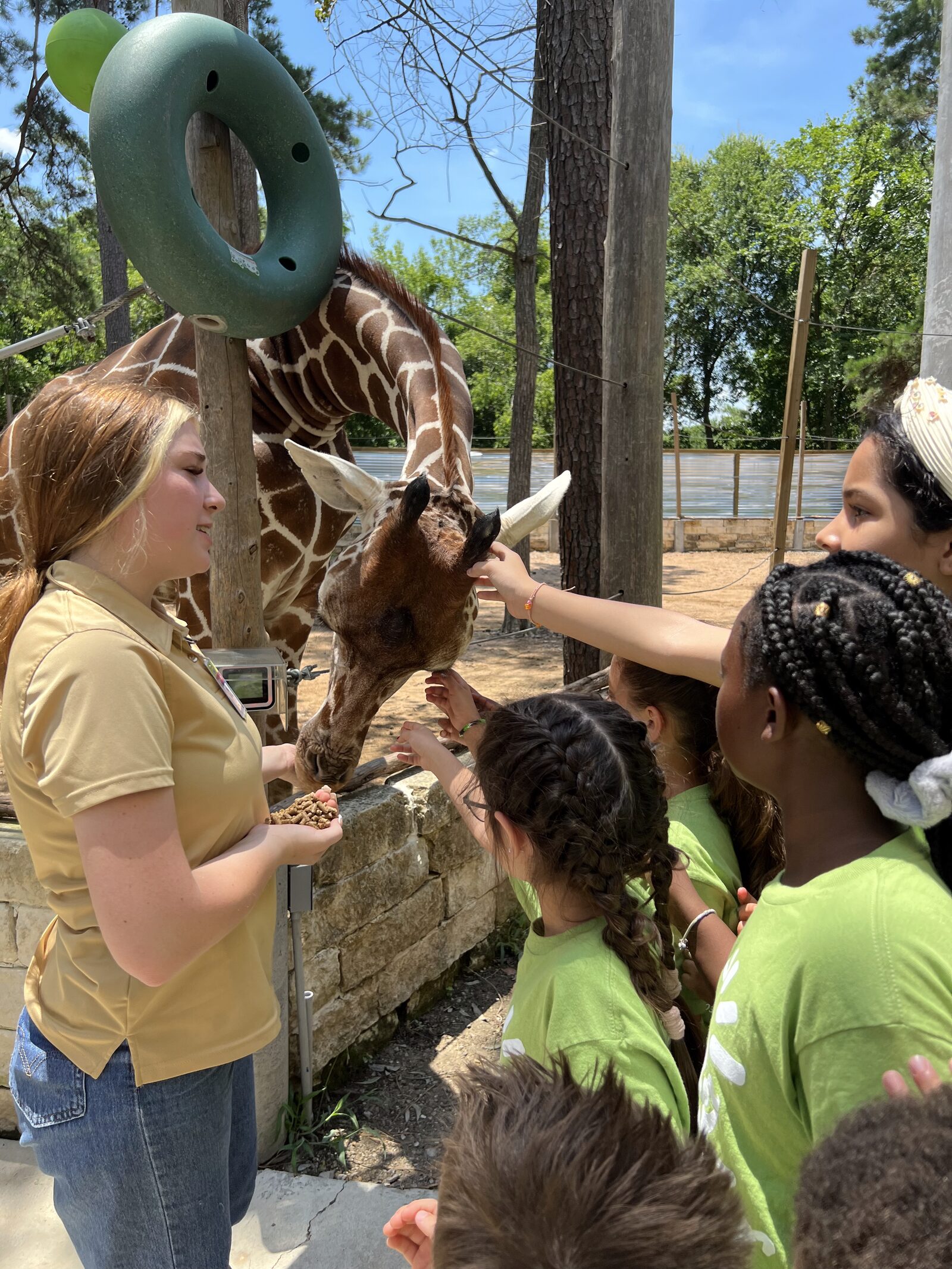 Summer campers feeding giraffes on a MyPlace field trip, Katy TX